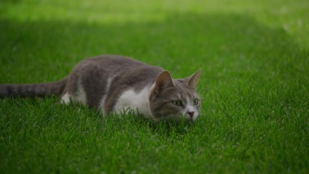 White Stray Domestic Cat Preparing Attack While Hunting Lawn Slow — Stock videók