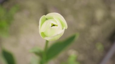 A bee collecting pollen in slow motion inside a tulip on wind in the garden in slow motion