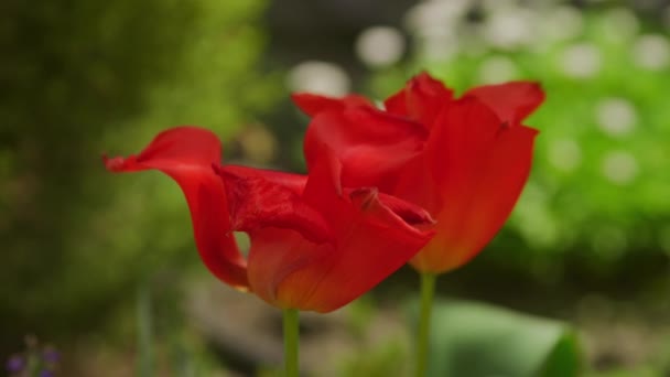 Primo Piano Due Tulipani Rossi Che Fioriscono Giardino Rallentatore — Video Stock