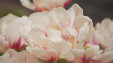 Optical zoom out from a bunch of white and rose tulips in blossom in the garden