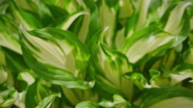 Rack focus into a close up of plantain lilies bush - a hosta family plant in the garden in slow motion