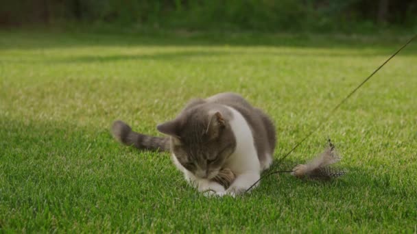 White Tabby Domestic Short Hair Cat Hunter Playing Toy Mouse — Vídeos de Stock