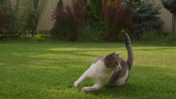 Λευκό Tabby Εγχώρια Κοντά Μαλλιά Κυνηγός Γάτα Τρέχει Και Άλμα — Αρχείο Βίντεο