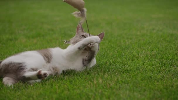 White Tabby Domestic Short Hair Cat Hunter Playing Toy Garden — Stockvideo