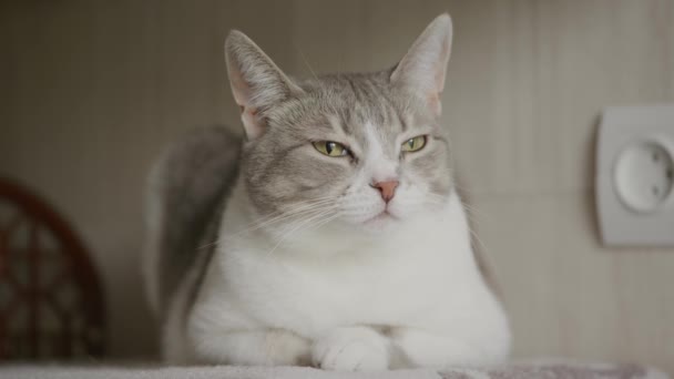 Sleepy White American Shorthaired Cat Closing Her Eyes Moving Her — Vídeo de Stock