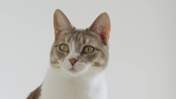 White Striped American Shorthaired Cat Looking White Background Indoors — Vídeos de Stock