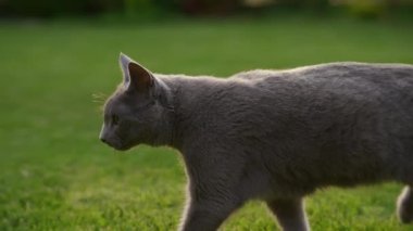 Close up side view of a grey domestic purebred cat walking on a green grass lawn in the garden on a sunset