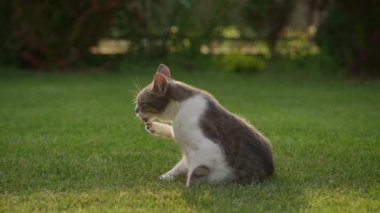 Close up of a white tabby cat cleaning in slow motion on a sunset backyard outside