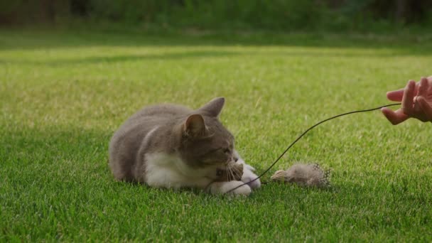 Белый Тэбби Домашний Коротковолосый Кот Играющий Игрушечной Мышкой Саду Замедленной — стоковое видео