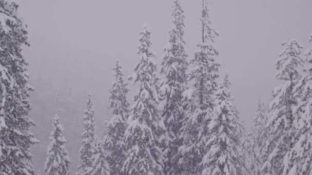 Slow Optical Zoom Out Pine Forest Heavy Snowfall Blizzard Winter — Stockvideo