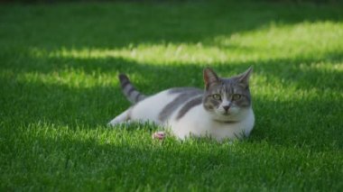 Curious white tabby shorthaired cat enjoying sunset sun on a green grass lawn in the backyard garden