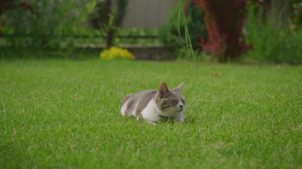 Lazy White Tabby Domestic Cat Hunting Green Grass Lawn Garden — Vídeo de Stock