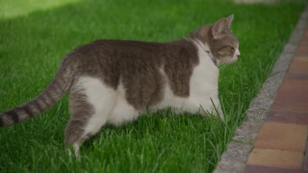 Close White Tabby Domestic Cat Standing Green Grass Garden Shaking — Stockvideo