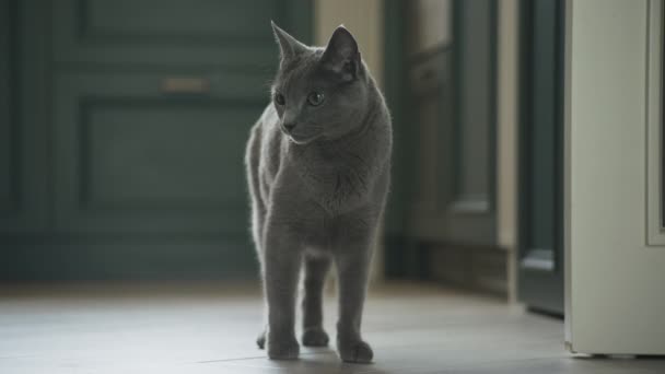 Szary Kot Domowy Rosyjski Niebieski Rasy Wdziękiem Spaceruje Kuchni Mieszkania — Wideo stockowe