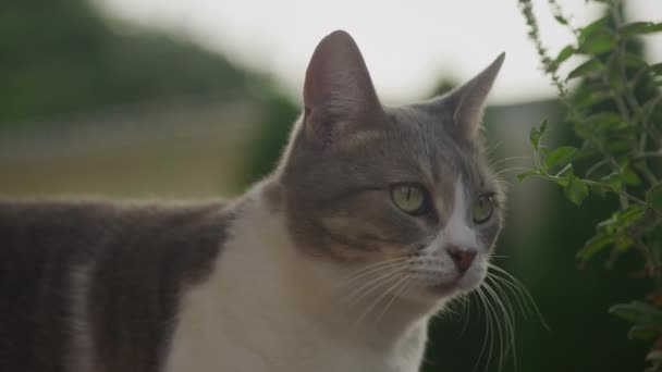 Close White Tabby Domestic Short Hair Striped Cat Looking Camera — Stok video