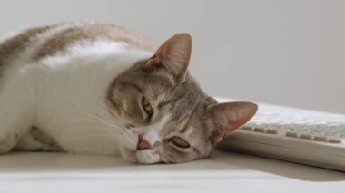 Beyaz çizgili amerikan kısa boylu kedisi beyaz odada gün ışığında