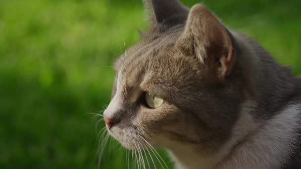 Närbild Nyfiken Inhemsk Katt Tittar Runt Solnedgång Trädgården Gräsmatta Utanför — Stockvideo