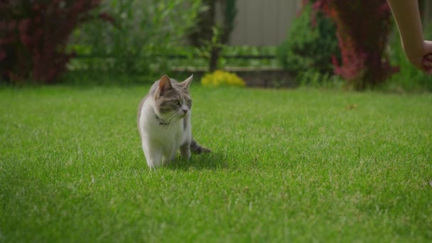Zamknij Się Białym Kotem Przygotowującym Się Ataku Trawniku Zwolnionym Tempie — Wideo stockowe