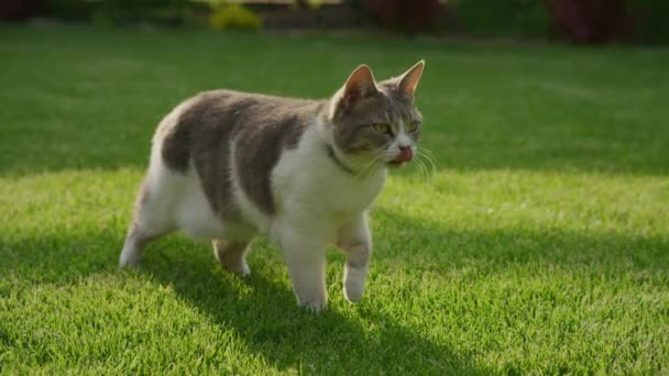 Domowy Kot Podwórku Spaceruje Obserwuje Owada Latającego Zielonej Trawie Zwolnionym — Wideo stockowe