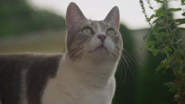 Bahçede bir yere bakan beyaz tekir bir yerli kısa saçlı kediye yaklaş.