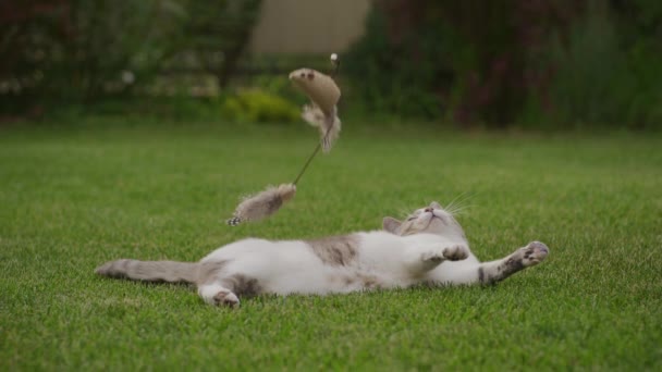 White Tabby Domestic Short Hair Cat Hunter Playing Toy Garden — Vídeos de Stock