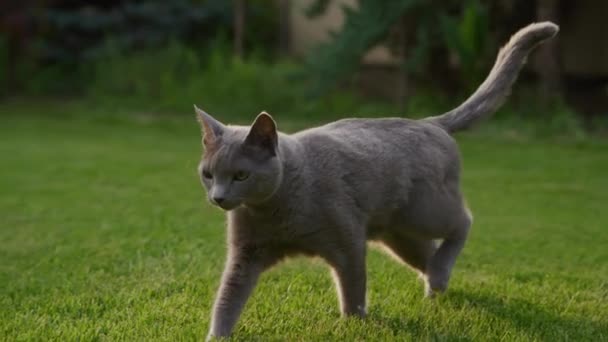Close Grey Domestic Purebred Cat Walking Green Grass Lawn Garden — Vídeos de Stock