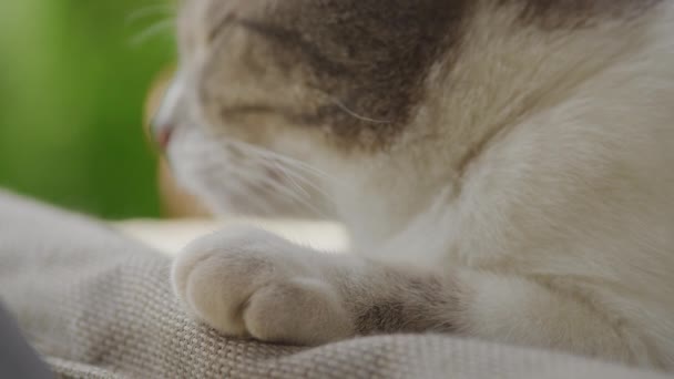 Extreme Nahaufnahme Eines Hauskatzengesichts Das Draußen Hinterhof Die Luft Riecht — Stockvideo