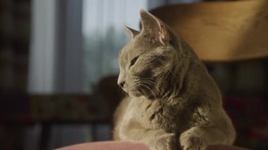 Close up of a grey purebred domestic cat relaxing in sunset sunlight indoors in slow motion