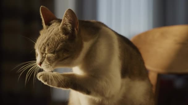 Dekat Dengan Seekor Kucing Rumah Tangga Membasuh Kakinya Pada Sinar — Stok Video