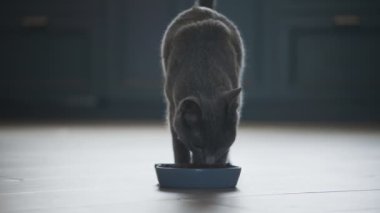 Gri evcil safkan kedi yavaş çekimde yemeğin kokusunu alıyor.