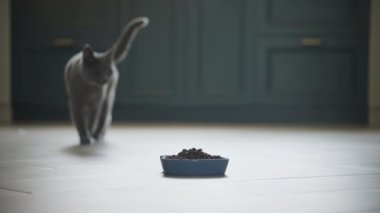 Gri evcil kedi yavaş çekimde yemeğe doğru yürüyor.