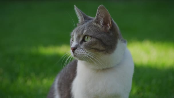 Primer Plano Retrato Gato Doméstico Mirando Alrededor Sentado Césped Hierba — Vídeo de stock