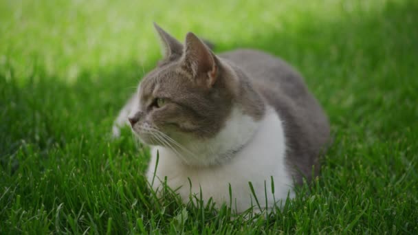 Aproape Pisică Domestică Dungi Albe Care Relaxează Grădină Uită Cameră — Videoclip de stoc