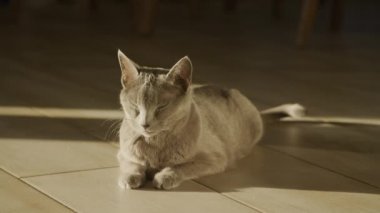 Gri safkan evcil kedi yavaş çekimde gün ışığında dinleniyor.