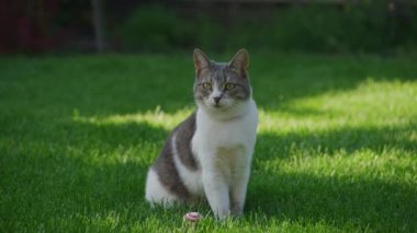 Evcil kedi meraklı bir şekilde bahçeye bakıyor. Dışarıdaki yeşil çimlerin üzerinde. Ağır çekimde.