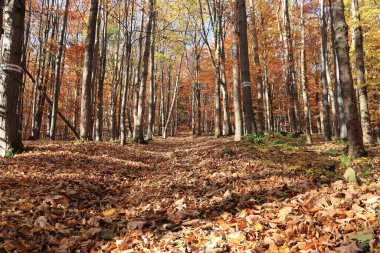 Sihirli sonbahar ormanı. Orman yolu yapraklarla kaplı. Ormanda güneşli bir gün. Turistik bölge. Düş.
