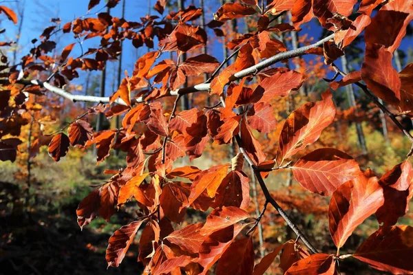Folhas Douradas Outono Galho Árvore Céu Azul Visível Entre Folhas — Fotografia de Stock