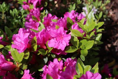 Mor-pembe çiçekli açelya çalısı. Azalea rhododendron.