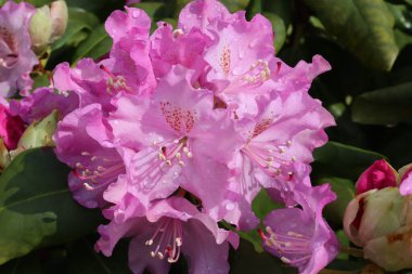 Rododendron - pembe çiçekli yeşil yaprak döken çalı. Pembe taç yaprakları.
