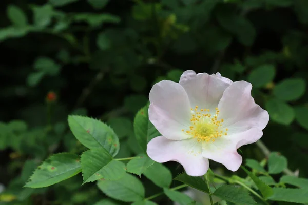 Zbliżenie Biało Żółte Kwiaty Róży Zamazane Zielone Liście Tła Białe — Zdjęcie stockowe