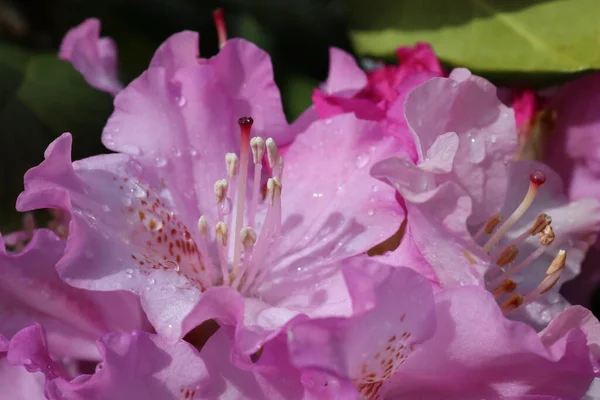 Gros Plan Sur Une Fleur Rose Rhododendron — Photo