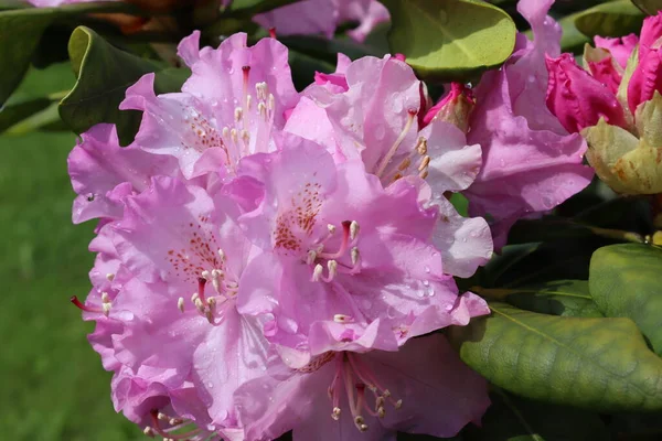 Роддендрон Весна Рясніє Вічнозеленим Листяним Кущем Рожеві Пелюстки Рожеві Рододендрони — стокове фото