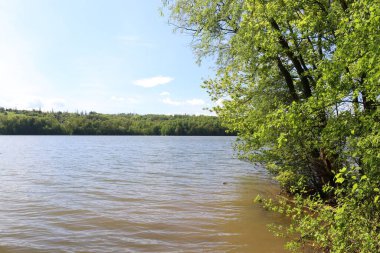Vahşi sahil şeridi. Su yüzeyinin yukarısındaki ağaç. Gölün kıyısındaki ağaçlar, sudaki küçük dalgalar sahili yıkıyor..