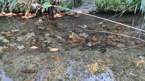 Ruisseau Forestier Automne Les Feuilles Flottent Surface Feuilles Flottantes — Video
