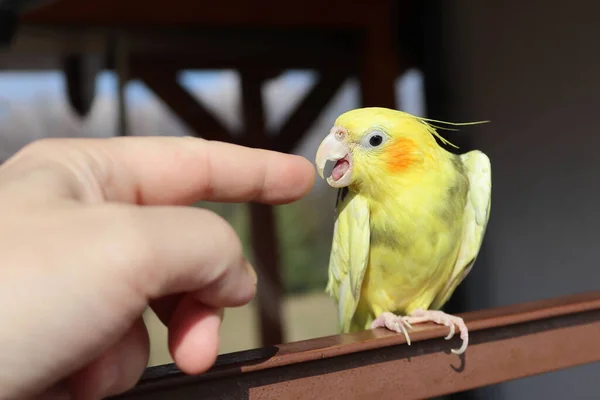 The yellow parrot is angry at a finger. Yellow-gray cockatiel sitting on a railing.Yellow bird. Focused on the eye.