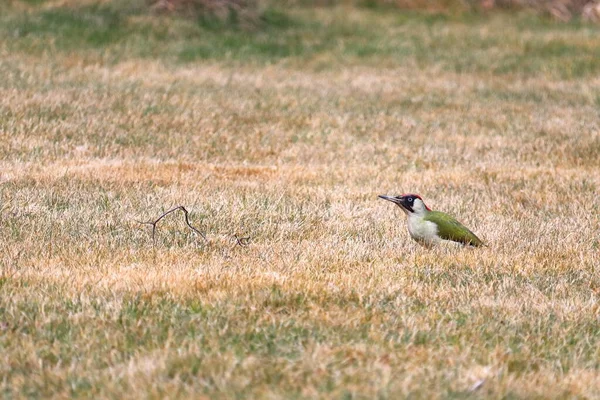 Avrupa yeşil ağaçkakanı (Picus viridis) - Yeşil ve kırmızı tüylü büyük yeşil kuş. Ağaçkakan çimenlerde.