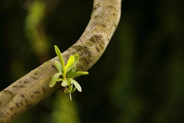 Nouvelle Brindille Avec Des Feuilles Sur Tronc Saule Fond Vert — Photo