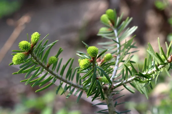 Fir Branches Fresh Shoots Spring Young Growing Fir Tree Sprouts — ストック写真