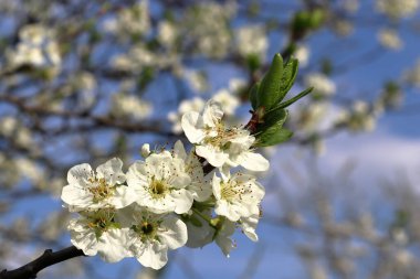 Beyaz-sarı erik çiçeklerine yakın çekim. Bahar doğası. Çiçek açan dal. Yeşil yapraklar. Kıştan sonra doğayı uyandırmak.