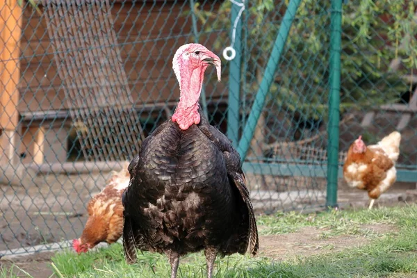 Gran Pavo Entre Gallinas Aves Corral Granja Cabeza Roja Con — Foto de Stock